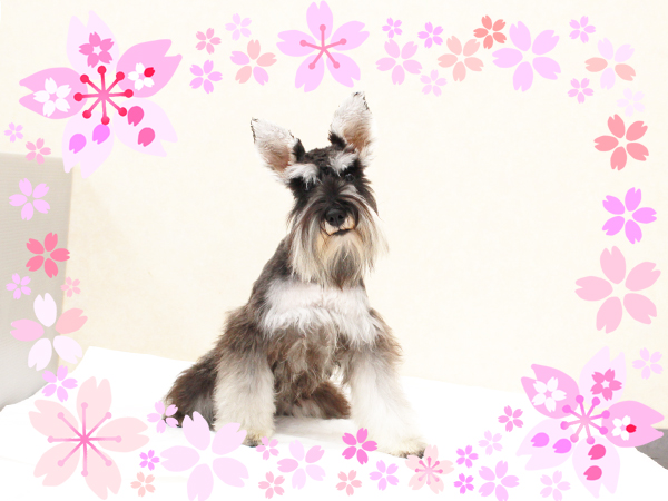 ４月で１歳になりました☆